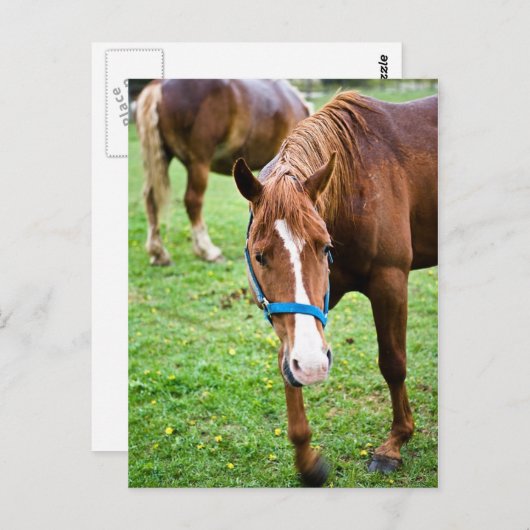 Natte kastannoot briefkaart (Voorkant / Achterkant)