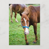 Natte kastannoot briefkaart (Voorkant)