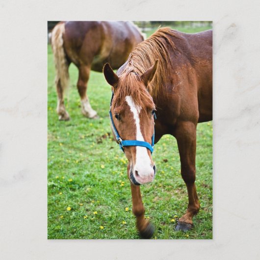 Natte kastannoot briefkaart (Voorkant)