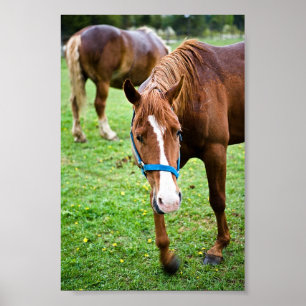 Natte kastannoot poster