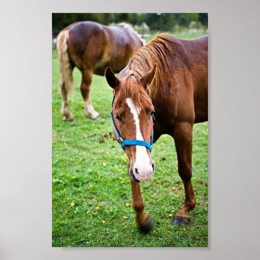 Natte kastannoot poster (Voorkant)