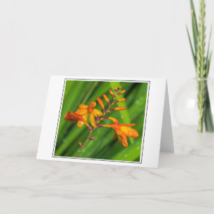 Natte oranje bloem wenskaart kaart