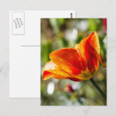 Natte Oranje en gele Tulp Briefkaart (Voorkant / Achterkant)