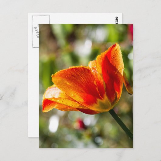 Natte Oranje en gele Tulp Briefkaart (Voorkant / Achterkant)