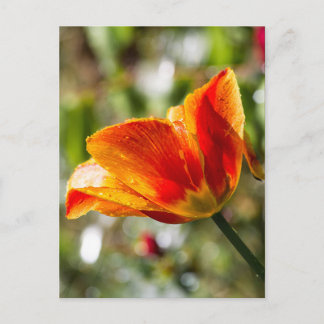 Natte Oranje en gele Tulp Briefkaart