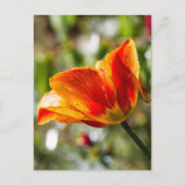 Natte Oranje en gele Tulp Briefkaart (Voorkant)