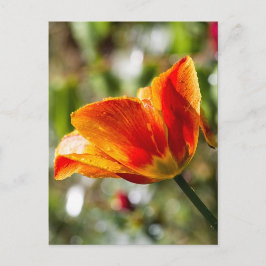 Natte Oranje en gele Tulp Briefkaart (Voorkant)