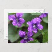 Natte Paars Violet Briefkaart (Voorkant / Achterkant)