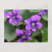 Natte Paars Violet Briefkaart (Voorkant)
