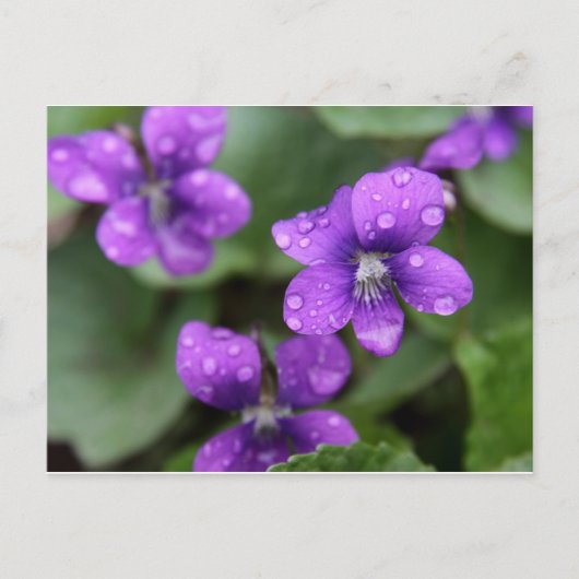 Natte Paars Violet Briefkaart (Voorkant)