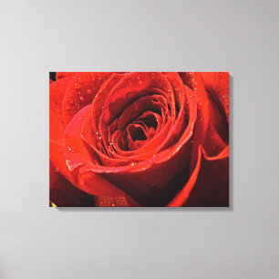Natte rode roos decor canvas afdruk