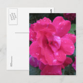 Natte Roos Briefkaart (Voorkant / Achterkant)