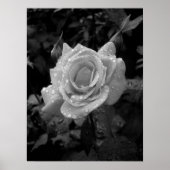 Natte Roos Poster (Voorkant)