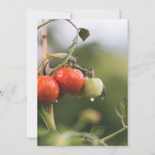 natte tomaten op wijnstokken bedankkaart