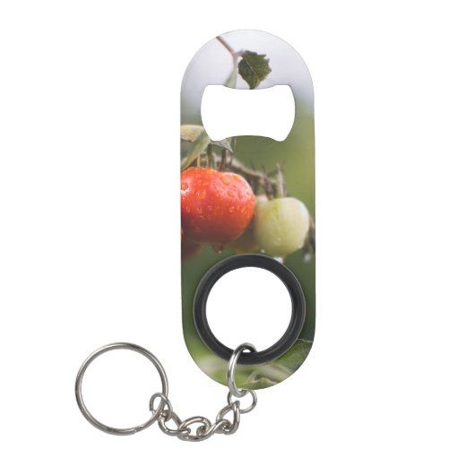 natte tomaten op wijnstokken mini flessenopener (Voorkant)
