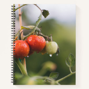 natte tomaten op wijnstokken notitieboek