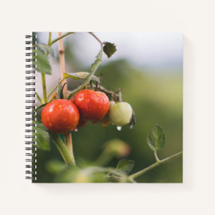 natte tomaten op wijnstokken notitieboek