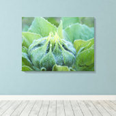 Natte zonnebloem Bud Sluiten Foto Canvas Afdruk (Insitu (Houten vloer))
