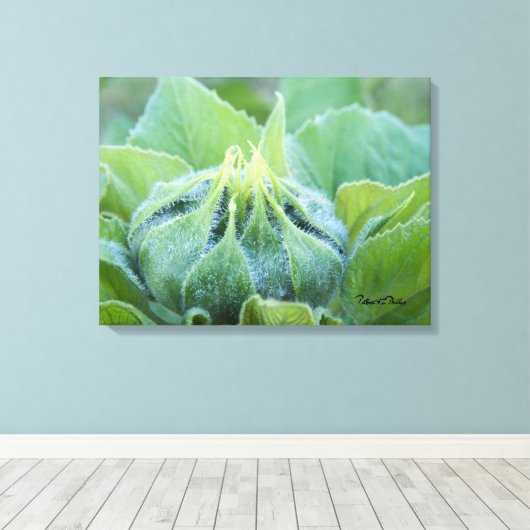 Natte zonnebloem Bud Sluiten Foto Canvas Afdruk (Insitu (Houten vloer))