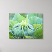 Natte zonnebloem Bud Sluiten Foto Canvas Afdruk (Voorkant)
