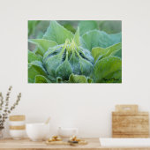 Natte zonnebloem Bud Sluiten Foto Poster (Keuken)