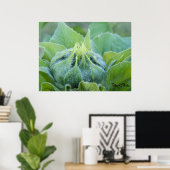 Natte zonnebloemknop Close-up foto Poster (Thuiskantoor)