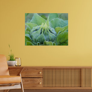 Natte zonnebloemknop Close-up foto Poster