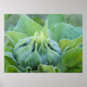 Natte zonnebloemknop Close-up foto Poster (Voorkant)