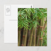 Natural Bamboo Zen Background Gepersonaliseerd Sja Briefkaart (Voorkant / Achterkant)