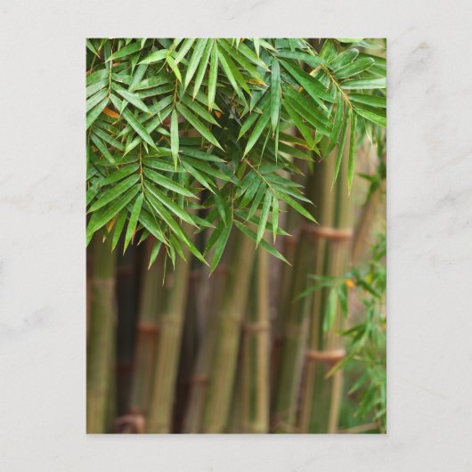 Natural Bamboo Zen Background Gepersonaliseerd Sja Briefkaart (Voorkant)