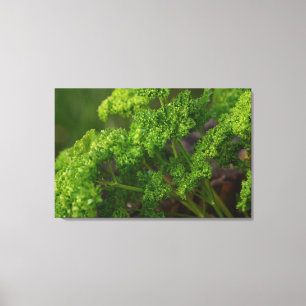 Natural Green Parsley Herb Foto van de keuken Canvas Afdruk