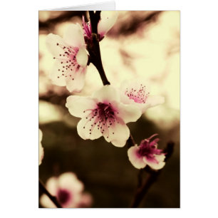 Natural Spring Beauty-kaart