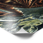  Naturalist Ernst Haeckel Kikkers en Toads P Foto Afdruk (Hoek)