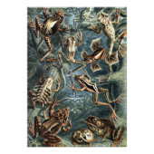  Naturalist Ernst Haeckel Kikkers en Toads P Foto Afdruk (Voorkant)