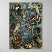  Naturalist Ernst Haeckel Kikkers en Toads Poster (Voorkant)