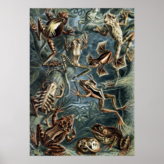 Naturalist Ernst Haeckel Kikkers en Toads Poster (Voorkant)