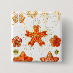 Naturalistisch Afbeelding van Starfish (Asteroide Vierkante Button 5,1 Cm