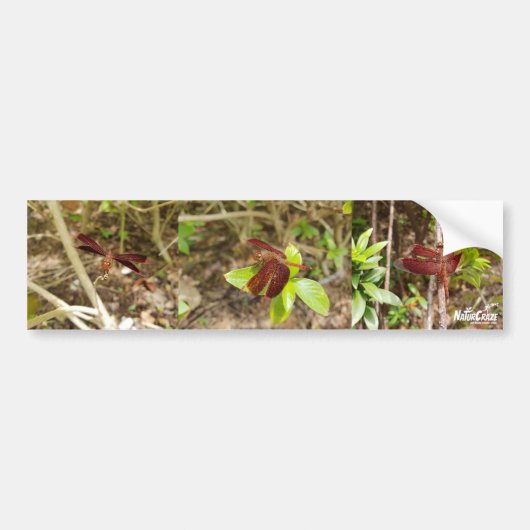NaturCraze Rode Libelle Sticker (Voorkant)