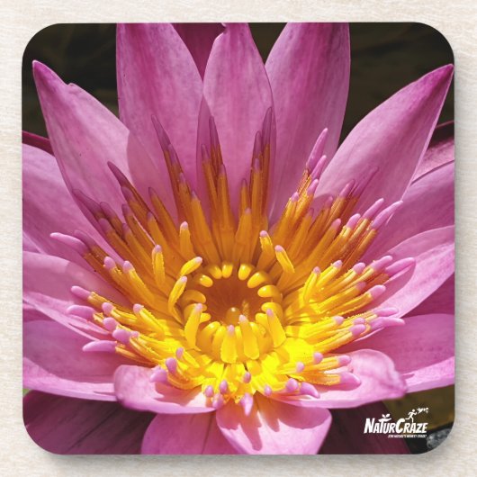 NaturCraze Roze Lotus Flower Hard kunststof onderz Bier Onderzetter (Voorkant)