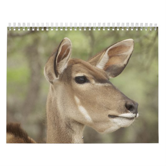 Nature and Animal Portrait Calendar for 2026 Kalender (Hoes)