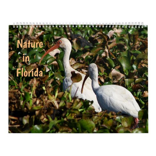 Nature in Florida Kalender (Hoes)