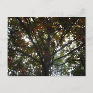 Naturen Beauty Briefkaart