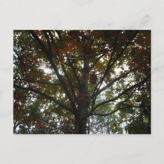 Naturen Beauty Briefkaart (Voorkant)