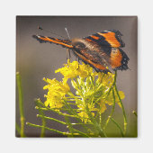 Naturen Beauty Milbert's Tortoiseshel Butterfly Magneet (Voorkant)