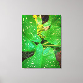 Naturen geschenken, uitgerekt canvas