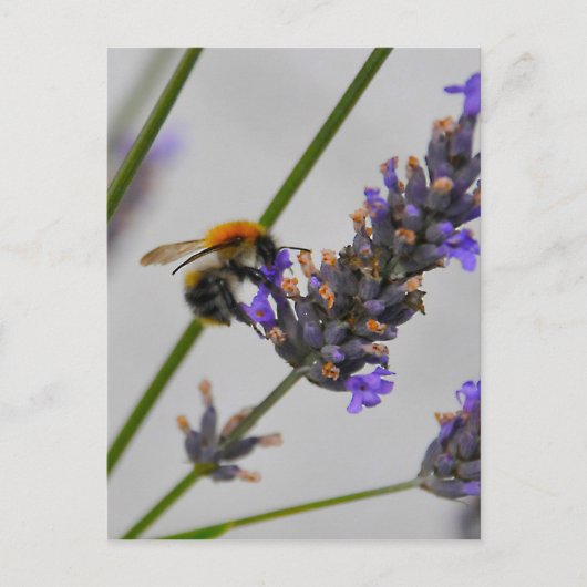 Naturen Prachtige werknemers Briefkaart (Voorkant)