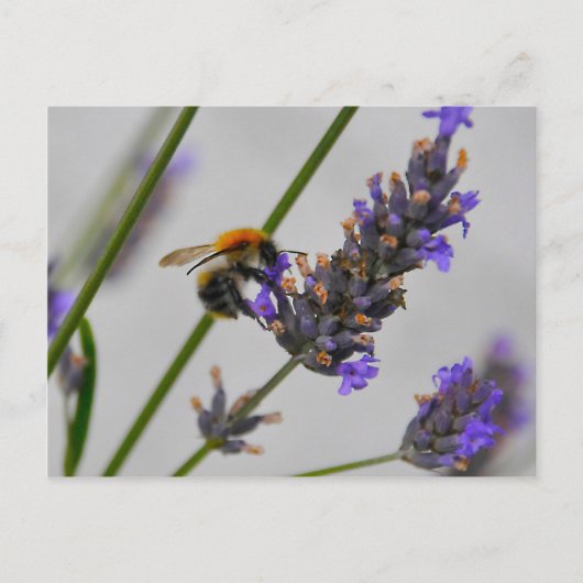 Naturen Prachtige werknemers Briefkaart (Voorkant)