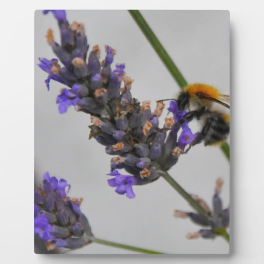 Naturen Prachtige werknemers Fotoplaat (Voorkant)