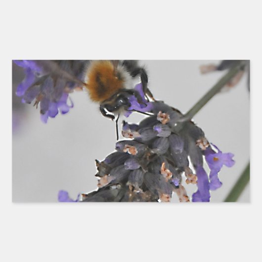 Naturen Prachtige werknemers Rechthoekige Sticker (Voorkant)