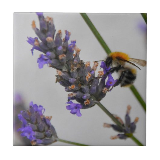 Naturen Prachtige werknemers Tegeltje (Voorkant)